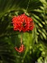 Location: Marie Nui garden, Rarotonga, Cook Islands.  Photographer: Susan 